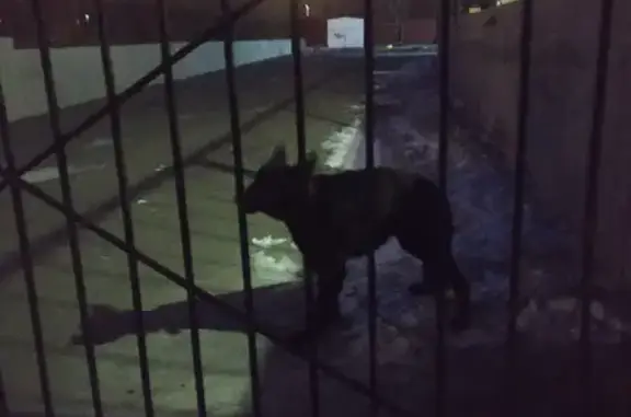 Крупная черная собака с раненой лапой найдена в Чите (38А)