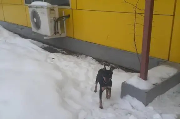 Найдена собака Цвергпинчео на Луговой улице, Турово