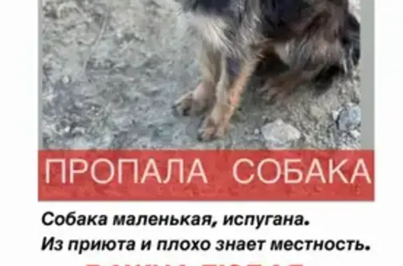 Пропала собака на Наримановской, нужен репост 🆘