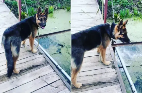 Пропала собака Дина в деревне Стрелино, Московская область
