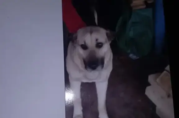 Пропала собака Дэзи на Красноармейской, Мичуринск