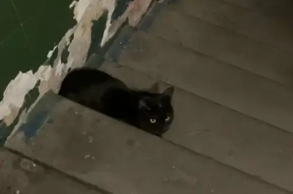 Пропала кошка на улице Аскольдовцев, 18 в Мурманске