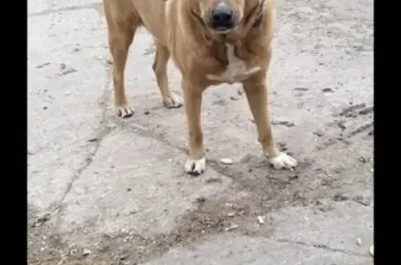Пропала собака на Северной улице, Углич - крупный пёс 