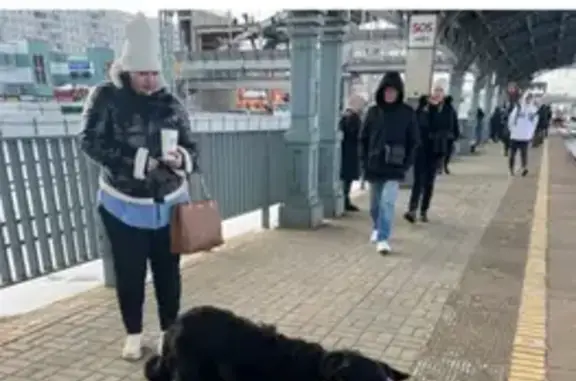 Найден большой чёрный пёс на Железнодорожной улице