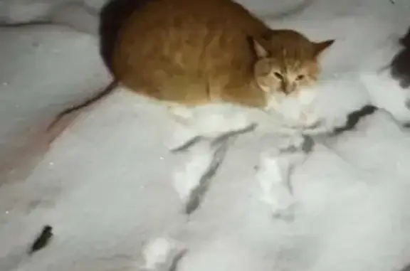 Найден рыжий кот на Захарова 14, СПб