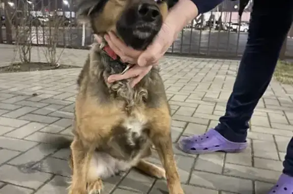 Найдена собака на Заполярной ул. в Краснодаре