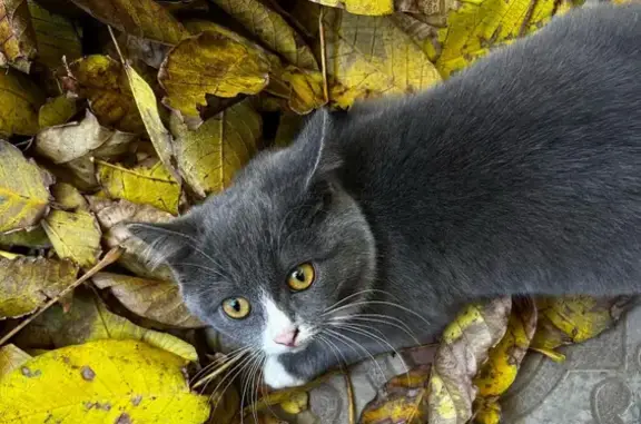 Пропала кошка Плюша на ул. Свердлова, 113, Ипатово