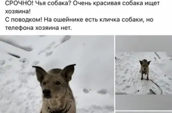 Пропала собака на Удмуртской ул., 149 в Ижевске