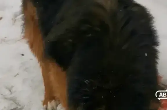 Найдена собака в Удельной на Интернациональной, голодный и без опознавательных знаков