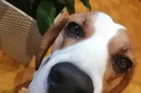 Собаки потеряшки, Ульяновск, фото: Потеряшка бигль Рик на ул. Кузоватовская, 30 в Ульяновске