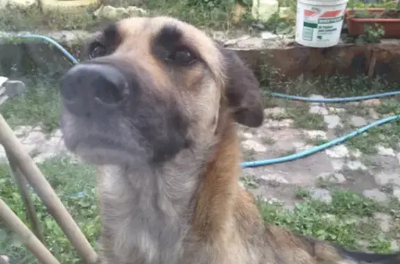 Пропала собака Тайга в Октябрьском районе, Агафоновка 63К-00623