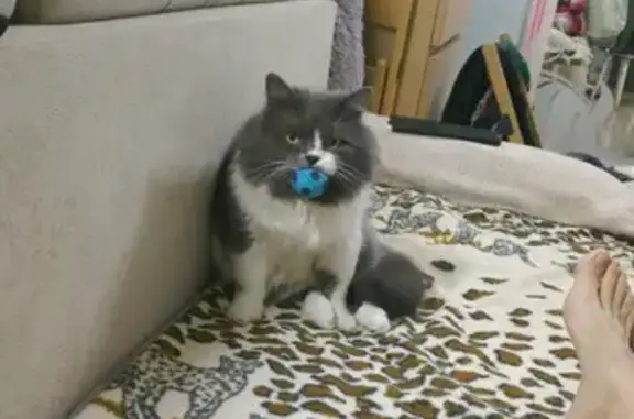 Найден домашний кот на Большой Садовой, Ростов-на-Дону