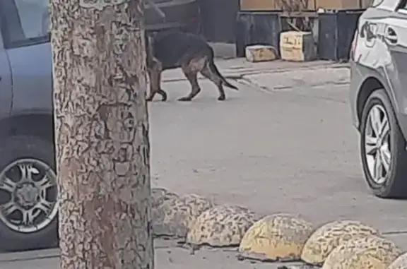 Найденные животные Ростов-на-Дону, фото: Найдена немецкая овчарка на Троллейбусной улице, Ростов-на-Дону