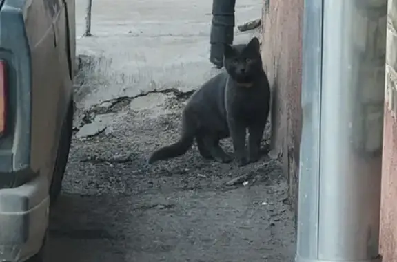 Найдена кошка на Курковой, Тула