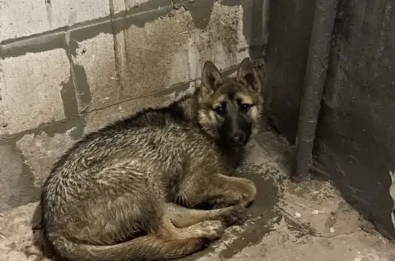Собака найдена на Железнодорожной 11, Новосибирск.