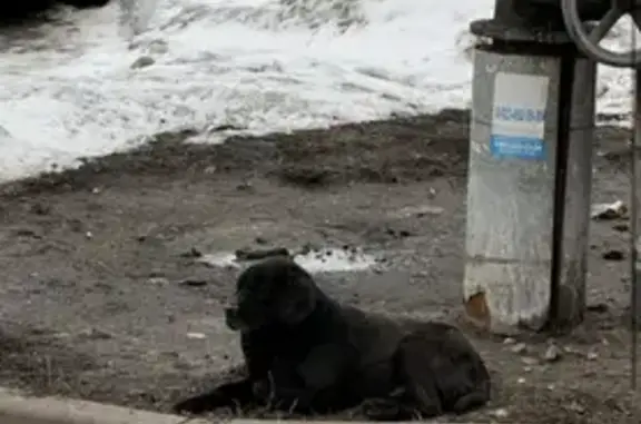 Найдена собака на улице Рукавишникова, Кемерово