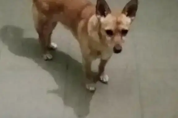 Пропала собака Мася на Комсомольской улице