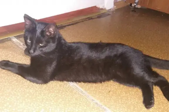 Пропала кошка на ул. Аскольдовцев, 18 в Мурманске