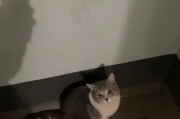 Найдена кошка на Остужева, 3 в Воронеже