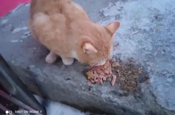 Потерянный рыжий кот/кошка возле Пятёрочки на ул. Космонавтов, Люберцы