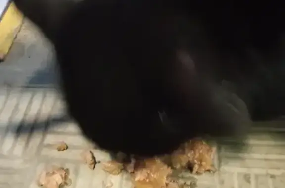 Найдена чёрная кошка на ул. Космонавтов, Люберцы