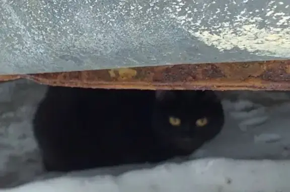 Пропала кошка Сёма на ул. Аскольдовцев, Мурманск