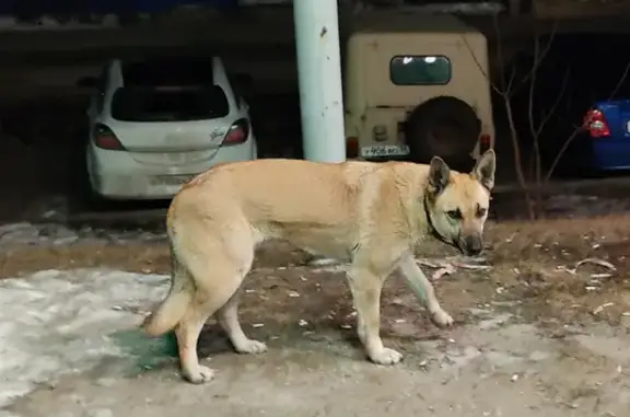 Найдена собака на АЗС Татнефть, Воронеж