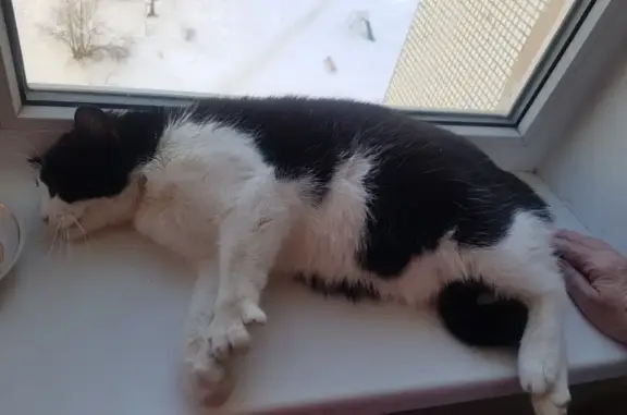 Найдена кошка на Кузбасской Дивизии, 46, Псков