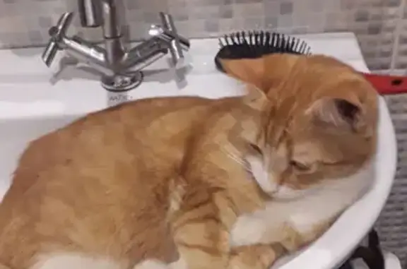 Кошки потеряшки, Санкт-Петербург, фото: Потеряшка рыжая кошка на Проспекте Науки 18