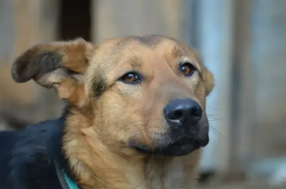 Собаки потеряшки, Москва, фото: Потеряшка овчарка на Охтинском проезде, Москва