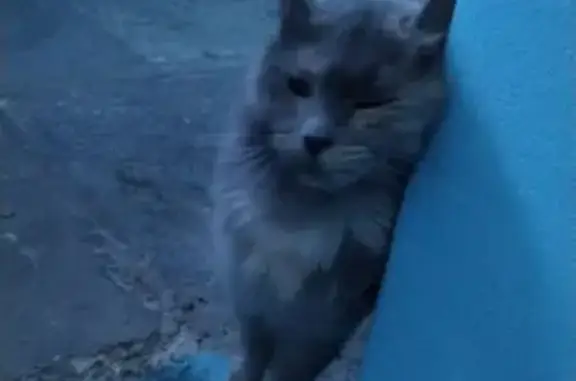 Найдена серая кошка на Эгерском бульваре, 23