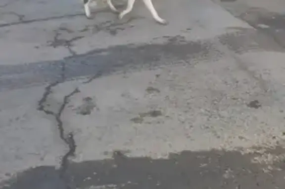 Собака ищет хозяина на Светланской, 80Б, Владивосток