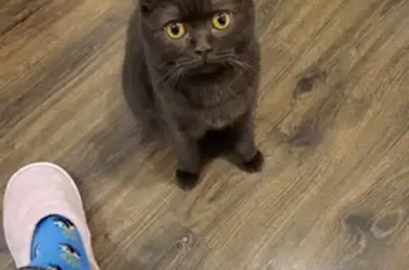 Кошки потеряшки, Санкт-Петербург, фото: Потеряшка кошка на Комендантском проспекте