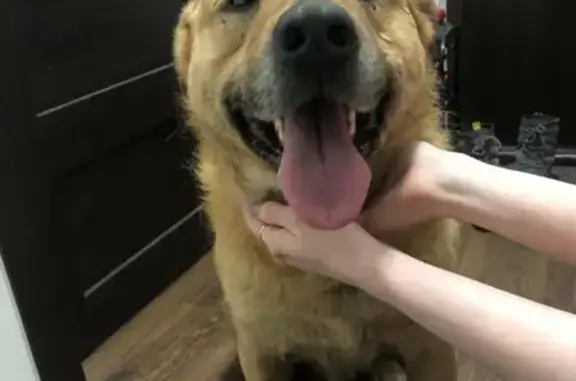 Найдена рыжая собака на Глухарской улице, СПб
