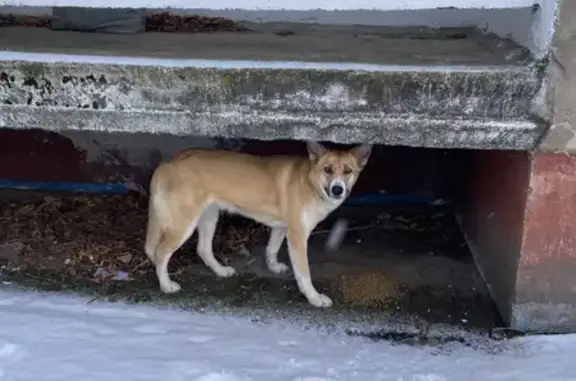Найдена потерянная собака на ул. Луначарского 2к2
