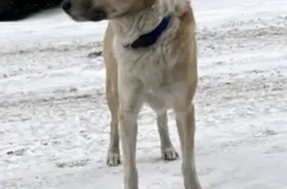 Найдена собака на Волочаевской улице, Хабаровск