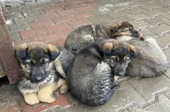 Найдены щенки на остановке, адрес Свердловская 273