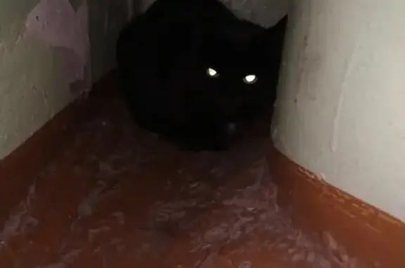 Найдена черная кошка на Шимановского, 36