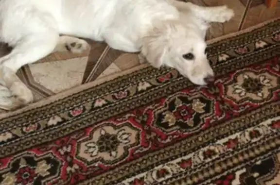Белый щенок найден в Вязниках, ищем хозяина!