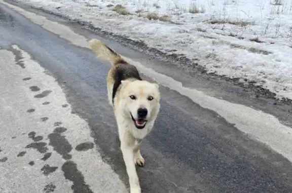 Найдена собака на Ясной улице, 16