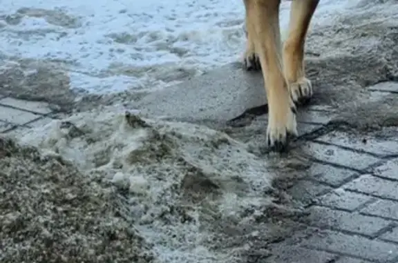 Собака найдена на 2-м Муринском пр., 10 в СПб