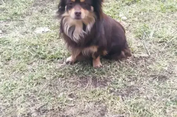 Найдена малогабаритная собака на Текстильной улице, 43