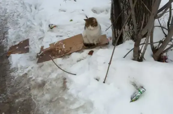 Домашняя кошка на улице Колонцова, Мытищи