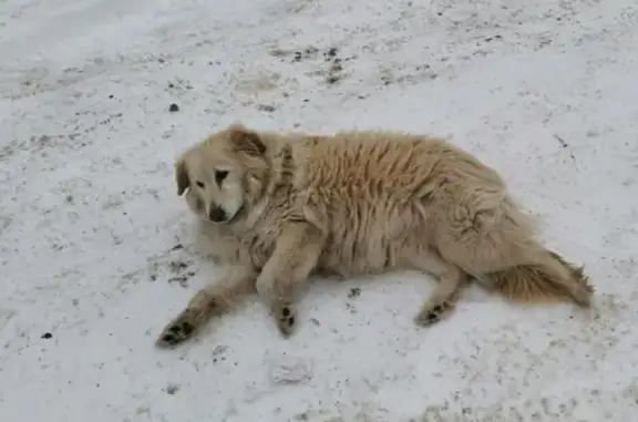 Пропала собака Белка из СНТ Березка-4, Челябинская область