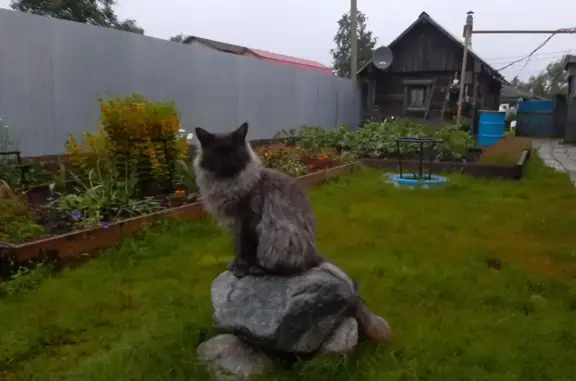 Пропала кошка породы мейкун на Ленинградском проспекте