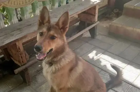 Пропала собака Рута на 13 Линии, 36 в Армавире