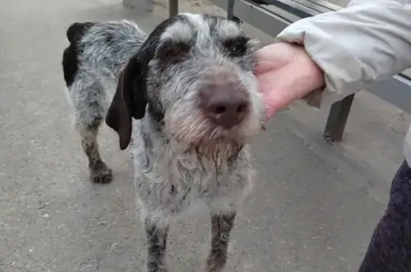 Найдена собака на Индустриальной, Краснодар