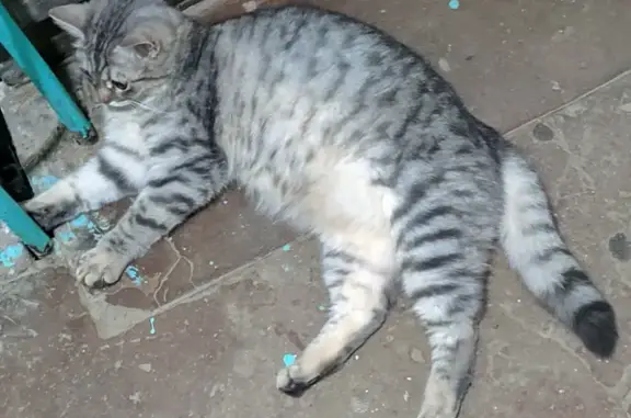 Найдена ухоженная кошка на ул. Дзержинского, Иваново