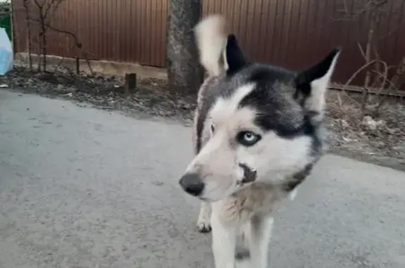 Найдена собака, Ростов-на-Дону, фото: Собака на улице Доватора, 287