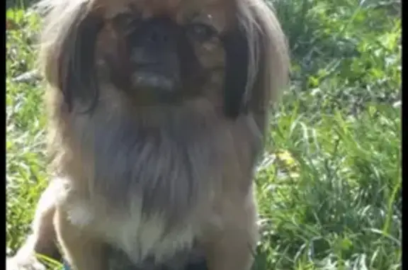 Пропала собака Пекинес, Динская, ошейник черный.